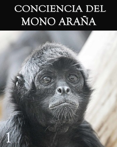 Full conciencia del mono arana parte 1