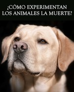 Feature thumb como experimentan los animales la muerte revision de vida animal